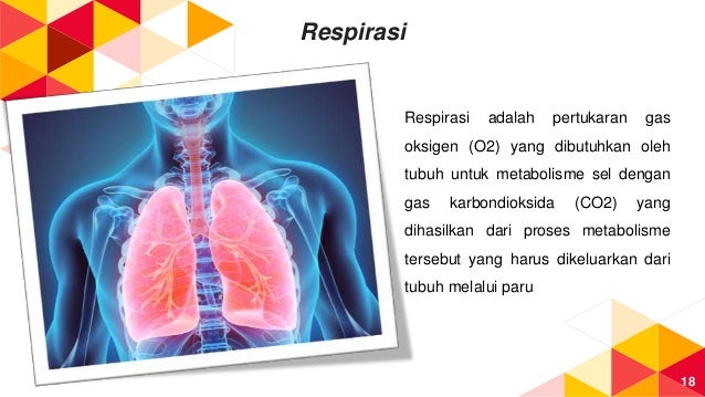 14+ Anatomi Fisiologi Manusia Metabolisme