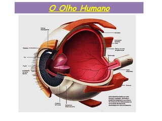 O Olho Humano
 