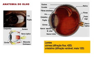 Lentes
córnea (difração fixa; 42D)
cristalino (difração variável; mais 12D)
ANATOMIA DO OLHO
 