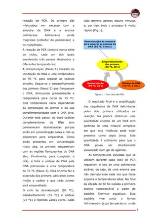 reacção

de

misturados
amostra

PCR.
em

de

Os

primers

excesso

DNA

com

ciclo demora apenas alguns minutos

a

e, por isso, todo o processo é muito

a

enzima

Adiciona-se

polimerase.

e

são

ainda

magnésio (cofactor da polimerase) e
os nucleótidos.

rápido (Fig.1).

Desnaturação da amostra
para separar as cadeias de
DNA (95 ºC, 5 min.)

A reacção de PCR consiste numa série
de

ciclos,

cada

um

dos

quais

envolvendo três passos efectuados a

Emparelhamento
dos primers
(55 ºC, 30 s)

diferentes temperaturas:
A desnaturação (Passo 1) consiste na
incubação do DNA a uma temperatura
de 95 ºC para separar as cadeias
simples. Segue-se o emparelhamento
dos primers (Passo 2) que flanqueiam

Desnaturação
(95 ºC, 30 s)

o DNA, diminuindo gradualmente a

Síntese de DNA
(72 ºC, 2 min.)

Figura 1 – Um ciclo de PCR.

temperatura para cerca de 55 ºC.
Esta temperatura varia dependendo
da composição do primer e da sua
complementaridade com o DNA alvo.
Durante este passo, as duas cadeias
complementares
permanecem

do

DNA

desnaturadas

alvo
porque

estão em concentração baixa e não se
encontram para emparelhar. Como
estão

presentes

em

concentração

muito alta, os primers emparelham
com as regiões flanqueantes do DNA
alvo. Finalmente, para completar o
ciclo, é feita a síntese de DNA pela
DNA polimerase a uma temperatura
de 72 ºC (Passo 3). Esta enzima faz a
extensão dos primers, utilizando como
molde a cadeia a que cada primer
está emparelhado.
O ciclo de desnaturação (95 ºC),
emparelhamento (55 ºC) e síntese
(72 ºC) é repetido várias vezes. Cada

O resultado final é a amplificação
das sequências de DNA delimitadas
pelos

dois

primers

utilizados

na

reacção. Na prática obtém-se uma
quantidade enorme de um DNA alvo
partindo de uma mistura complexa
em que esta molécula pode estar
presente

como

cópia

única.

Esta

quantidade é suficiente para que o
DNA

possa

ser

directamente

visualizado num gel de agarose.
As temperaturas elevadas que se
utilizam durante cada ciclo de PCR
requeriam o uso de uma polimerase
estável, ou seja, de uma enzima que
não desnaturasse cada vez que fosse
exposta a temperaturas altas. No final
da década de 80 foi isolada a primeira
enzima
bactéria
bactéria

termoestável
Thermus
vive

a

partir

aquaticus.

junto

a

da
Esta

fontes

hidrotermais (cuja temperatura ronda
3

 