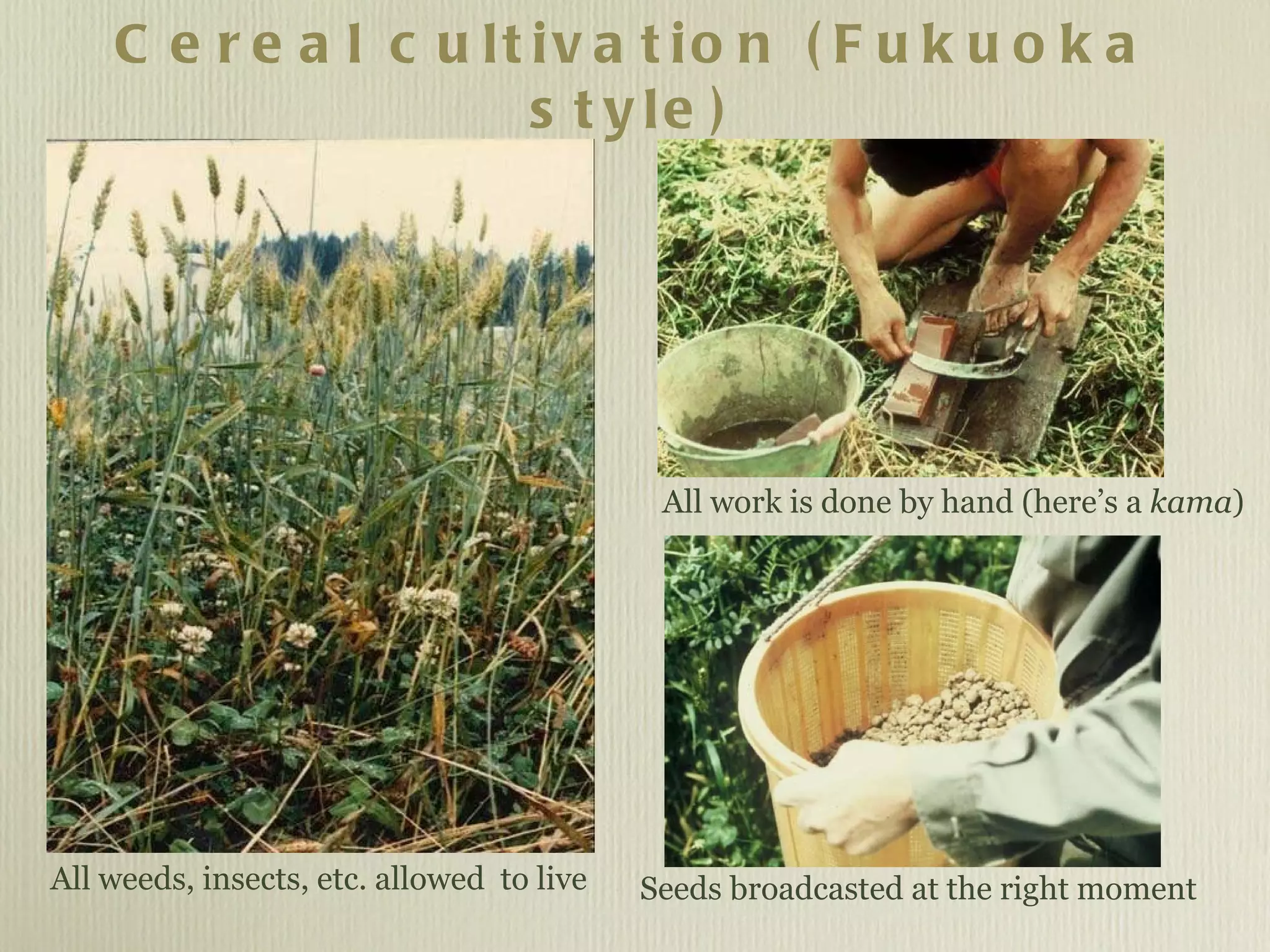 Cereal cultivation (Fukuoka style) All weeds, insects, etc. allowed  to live Seeds broadcasted at the right moment All work is done by hand (here’s a  kama ) 
