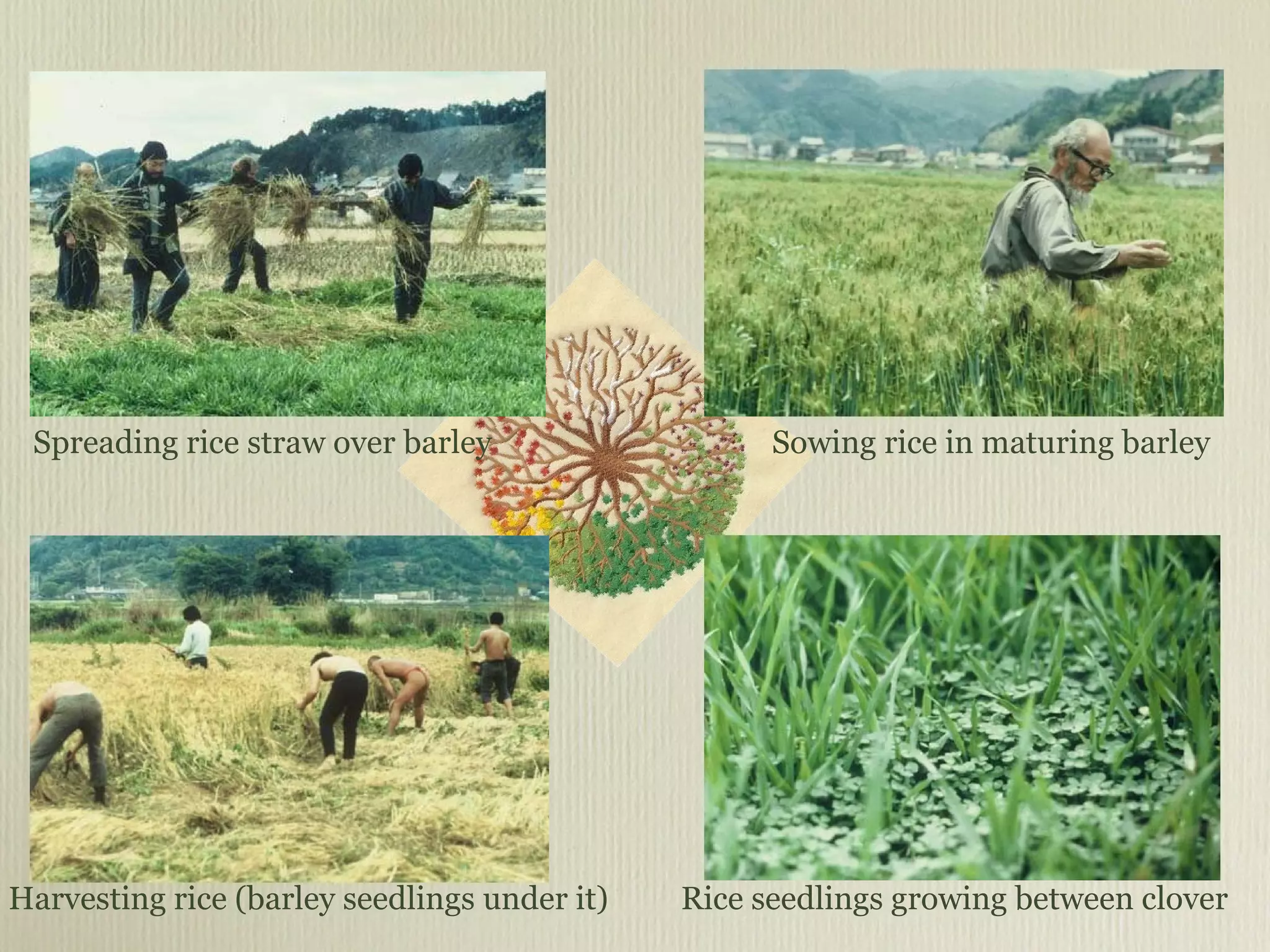 Rice seedlings growing between clover Harvesting rice (barley seedlings under it) Spreading rice straw over barley Sowing rice in maturing barley 