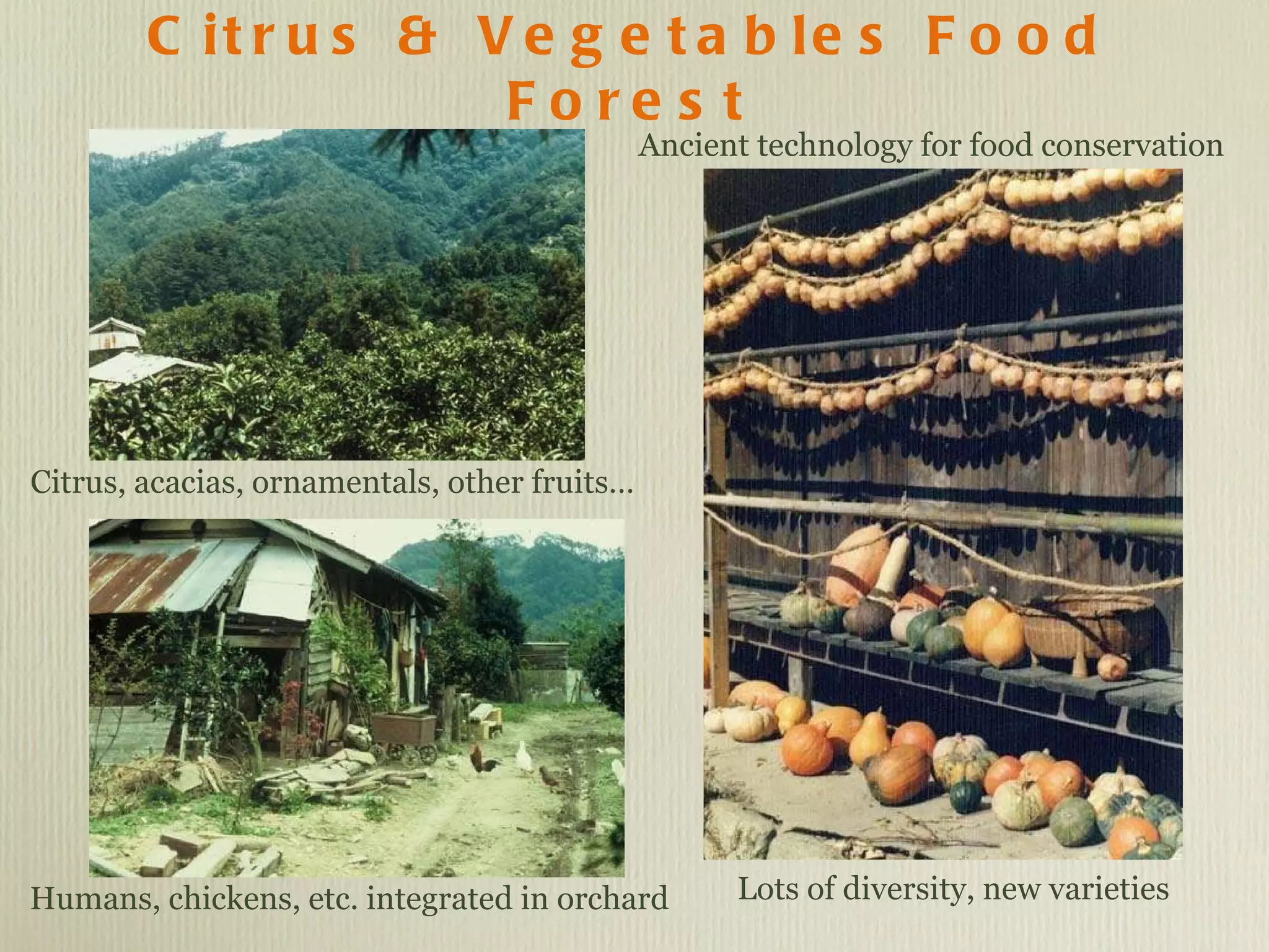Citrus & Vegetables Food Forest Citrus, acacias, ornamentals, other fruits… Lots of diversity, new varieties  Humans, chickens, etc. integrated in orchard Ancient technology for food conservation 