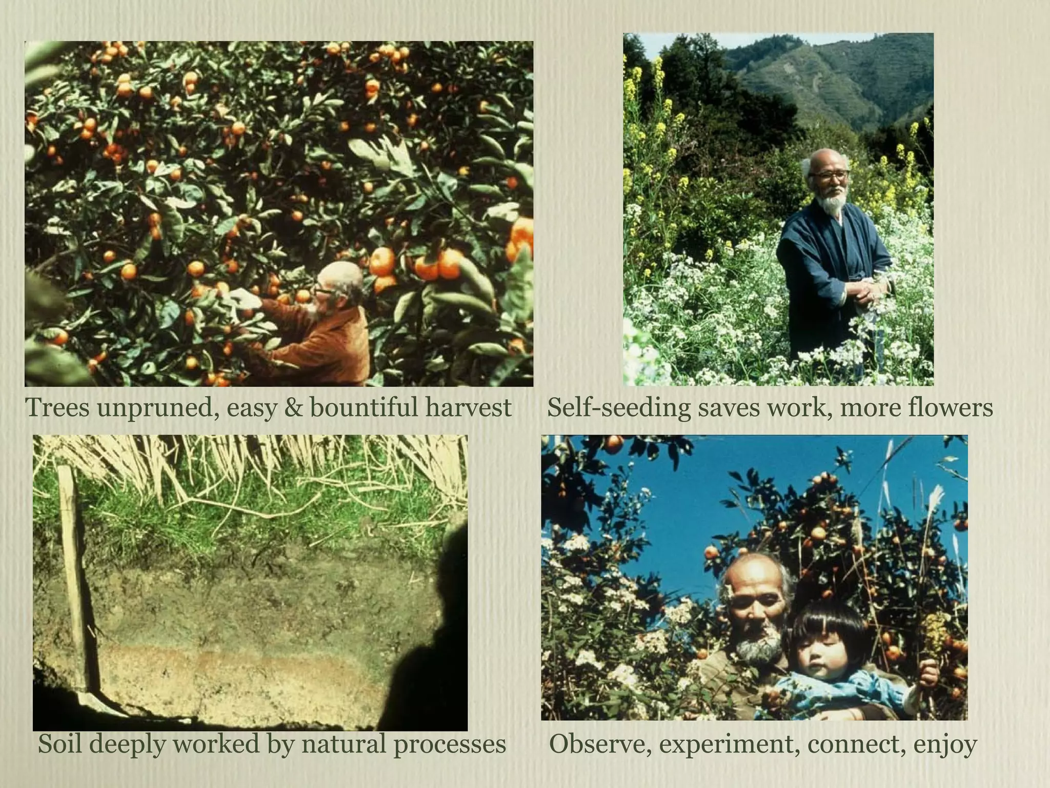 Soil deeply worked by natural processes Self-seeding saves work, more flowers Trees unpruned, easy & bountiful harvest Observe, experiment, connect, enjoy 