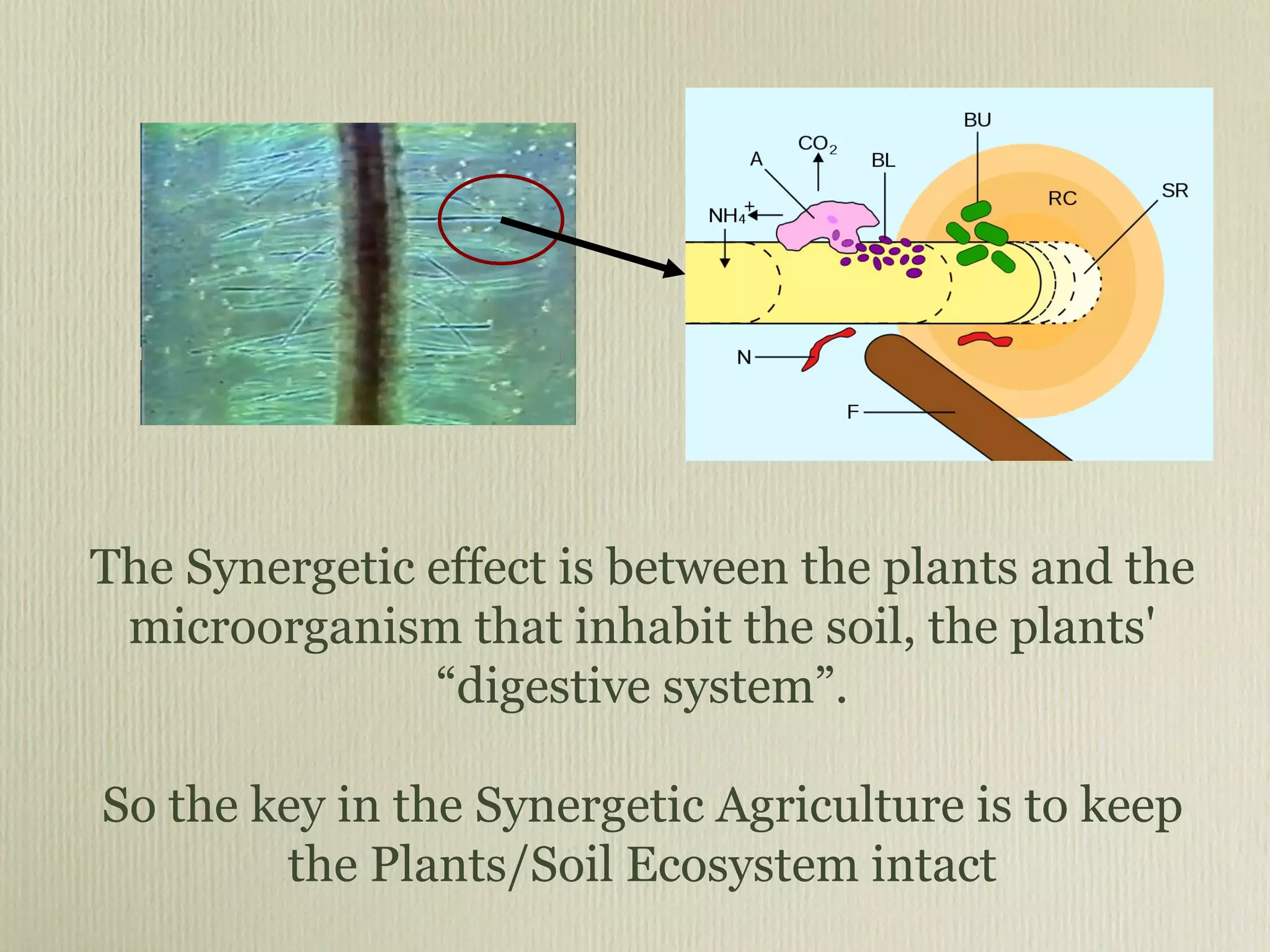 The Synergetic effect is between the plants and the microorganism that inhabit the soil, the plants' “digestive system”. So the key in the Synergetic Agriculture is to keep the Plants/Soil Ecosystem intact 