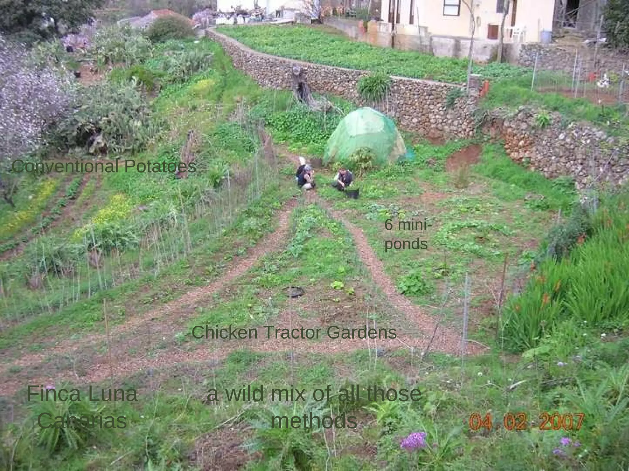 Conventional Potatoes Chicken Tractor Gardens 6 mini- ponds Finca Luna Canarias a wild mix of all those methods 