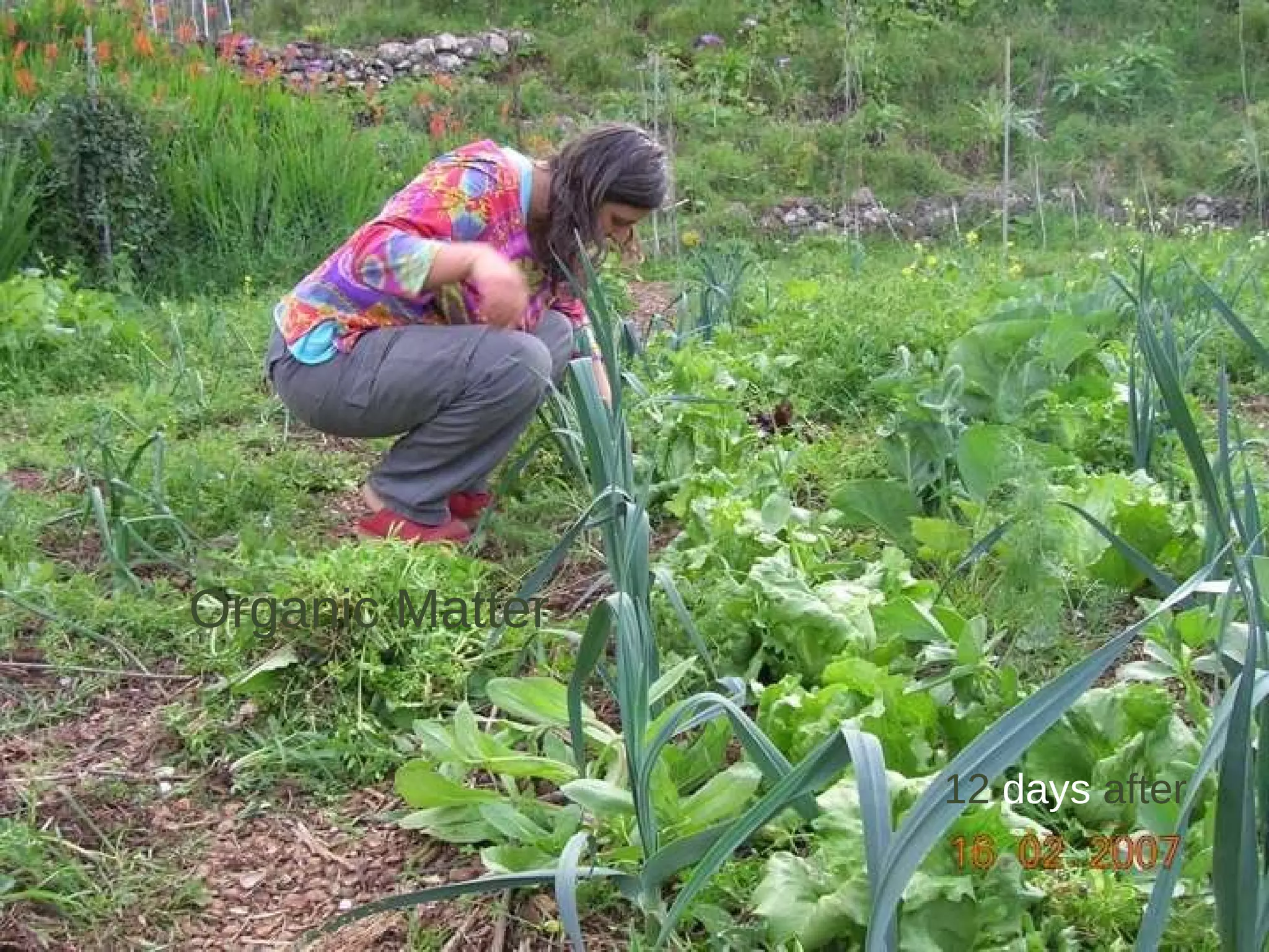 Organic Matter 12  days  after 