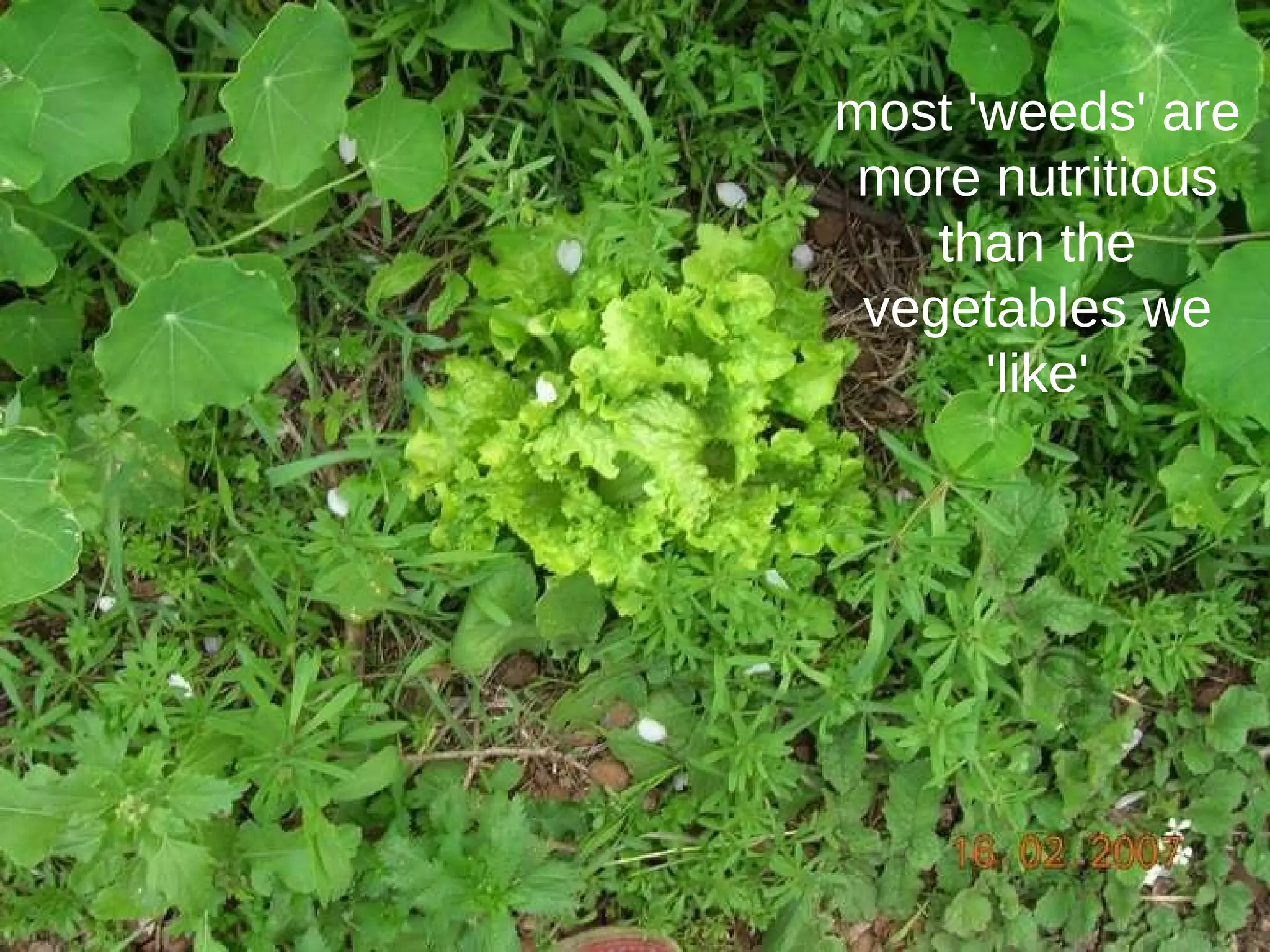 most 'weeds' are more nutritious than the vegetables we 'like' 