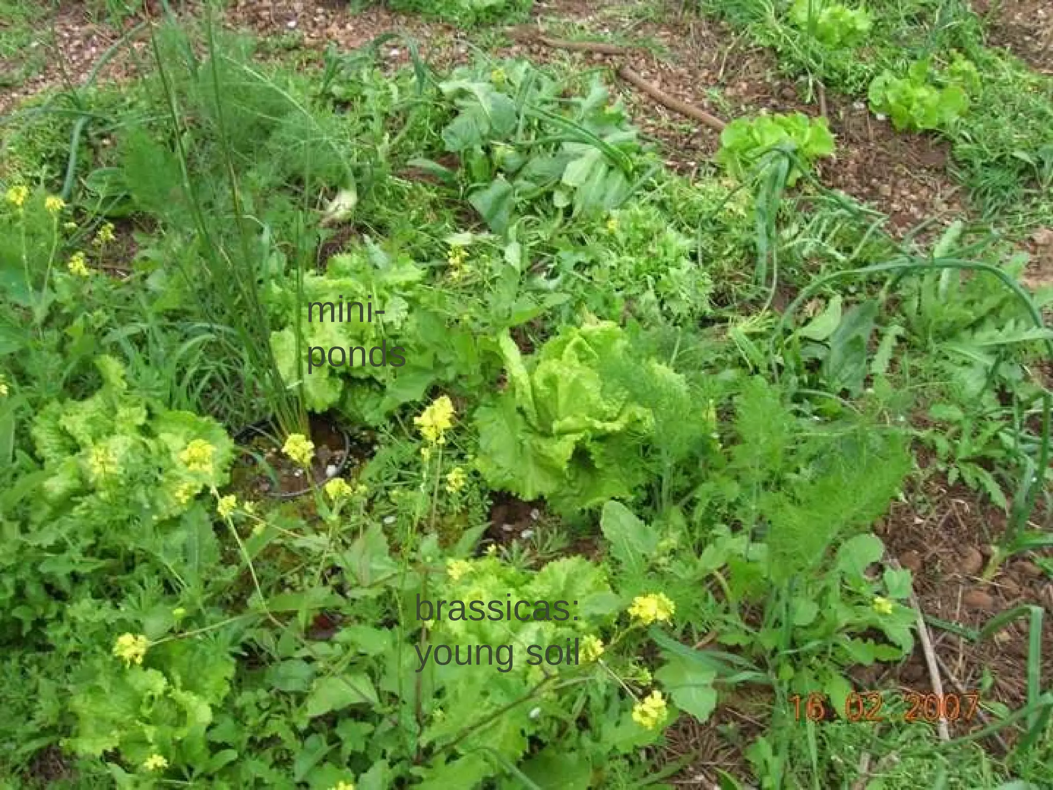 mini- ponds brassicas: young soil 