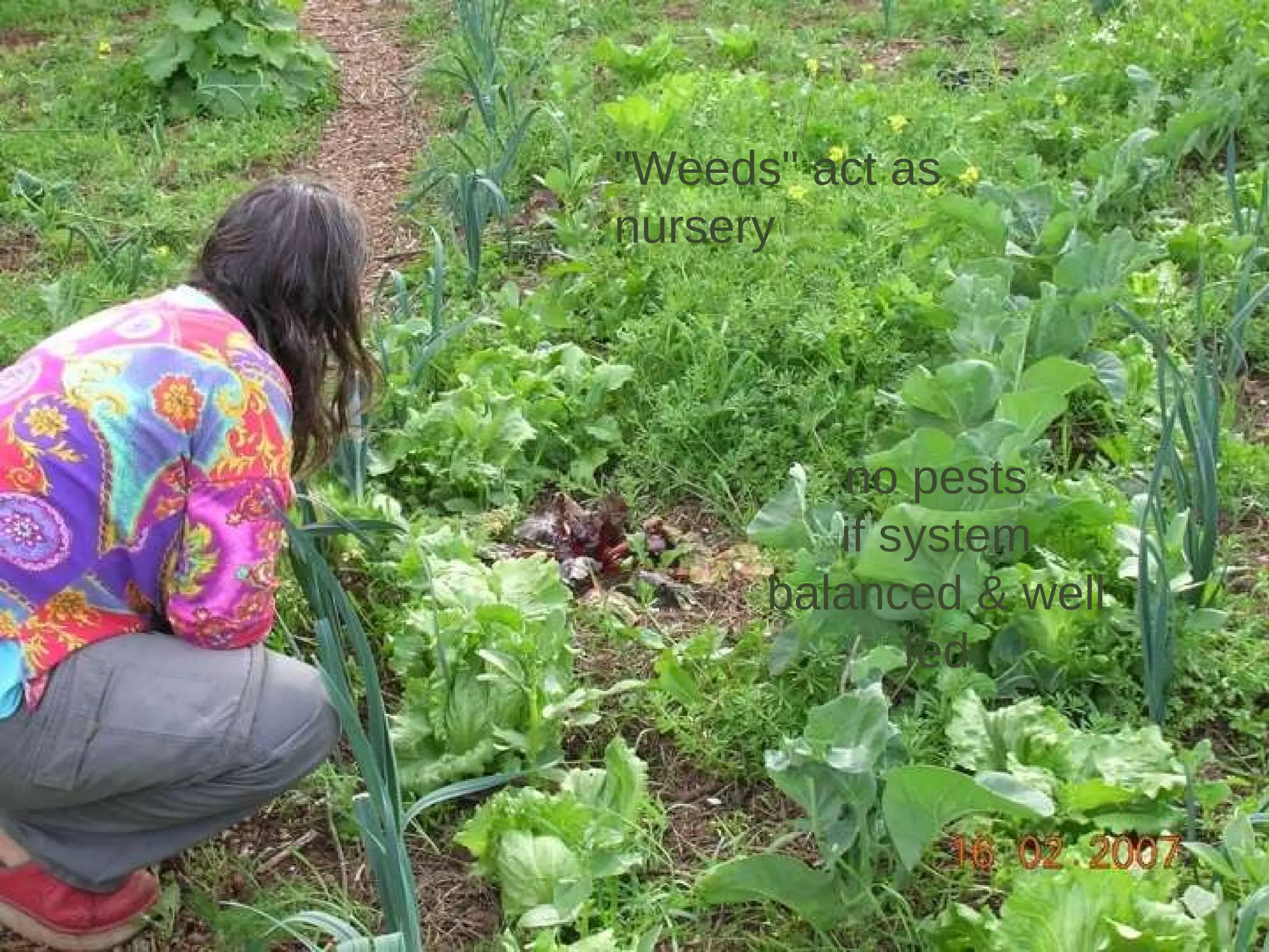 "Weeds" act as nursery no pests if system balanced & well fed 