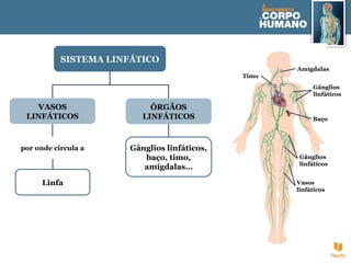 SISTEMA LINFÁTICO
ÓRGÃOS
LINFÁTICOS
Gânglios linfáticos,
baço, timo,
amígdalas…
VASOS
LINFÁTICOS
Linfa
por onde circula a
Amígdalas
Gânglios
linfáticos
Vasos
linfáticos
Timo
Gânglios
linfáticos
Baço
 