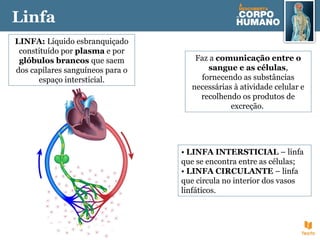 LINFA: Líquido esbranquiçado
constituído por plasma e por
glóbulos brancos que saem
dos capilares sanguíneos para o
espaço intersticial.
Faz a comunicação entre o
sangue e as células,
fornecendo as substâncias
necessárias à atividade celular e
recolhendo os produtos de
excreção.
• LINFA INTERSTICIAL – linfa
que se encontra entre as células;
• LINFA CIRCULANTE – linfa
que circula no interior dos vasos
linfáticos.
Linfa
 