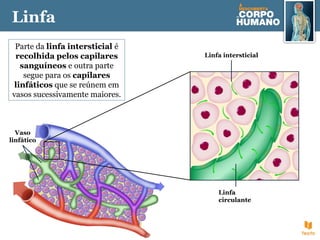 Parte da linfa intersticial é
recolhida pelos capilares
sanguíneos e outra parte
segue para os capilares
linfáticos que se reúnem em
vasos sucessivamente maiores.
Linfa
Vaso
linfático
Linfa
circulante
Linfa intersticial
 