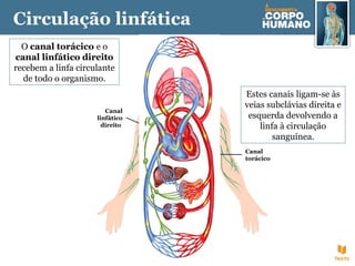 O canal torácico e o
canal linfático direito
recebem a linfa circulante
de todo o organismo.
Estes canais ligam-se às
veias subclávias direita e
esquerda devolvendo a
linfa à circulação
sanguínea.
Circulação linfática
Canal
torácico
Canal
linfático
direito
 
