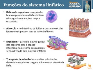 Funções do sistema linfático
• Defesa do organismo – os glóbulos
brancos presentes na linfa eliminam
microrganismos e outros corpos
estranhos;
• Transporte de substâncias – muitas substâncias
dissolvidas no plasma chegam até às células através da
linfa.
• Drenagem – parte do plasma que sai
dos capilares para o espaço
intersticial não retorna aos capilares,
sendo drenado pelo sistema linfático;
• Absorção – no intestino, os lípidos e outras moléculas
lipossolúveis passam para os vasos linfáticos;
 