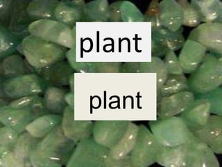 plant
plant
 