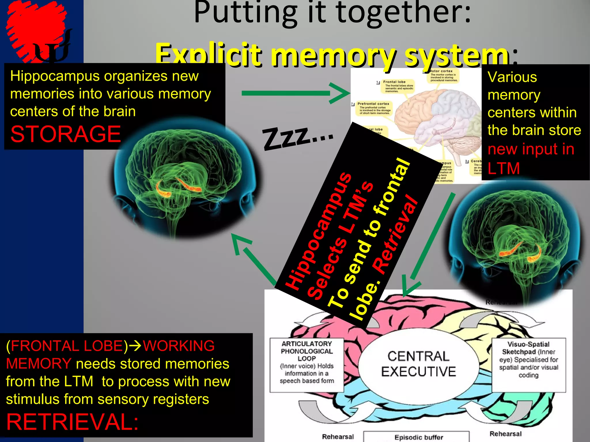 Putting it together:
Explicit memory systemExplicit memory system:Various
memory
centers within
the brain store
new input innew input in
LTMLTM
Hippocampus organizes newHippocampus organizes new
memories into various memorymemories into various memory
centers of the braincenters of the brain
STORAGESTORAGE
((FRONTAL LOBEFRONTAL LOBE))WORKINGWORKING
MEMORYMEMORY needs stored memoriesneeds stored memories
from the LTM to process with newfrom the LTM to process with new
stimulus from sensory registersstimulus from sensory registers
RETRIEVAL:RETRIEVAL:
Zzz...
Hippocampus
SelectsLTM’s
Tosendtofrontal
lobe.Retrieval
 