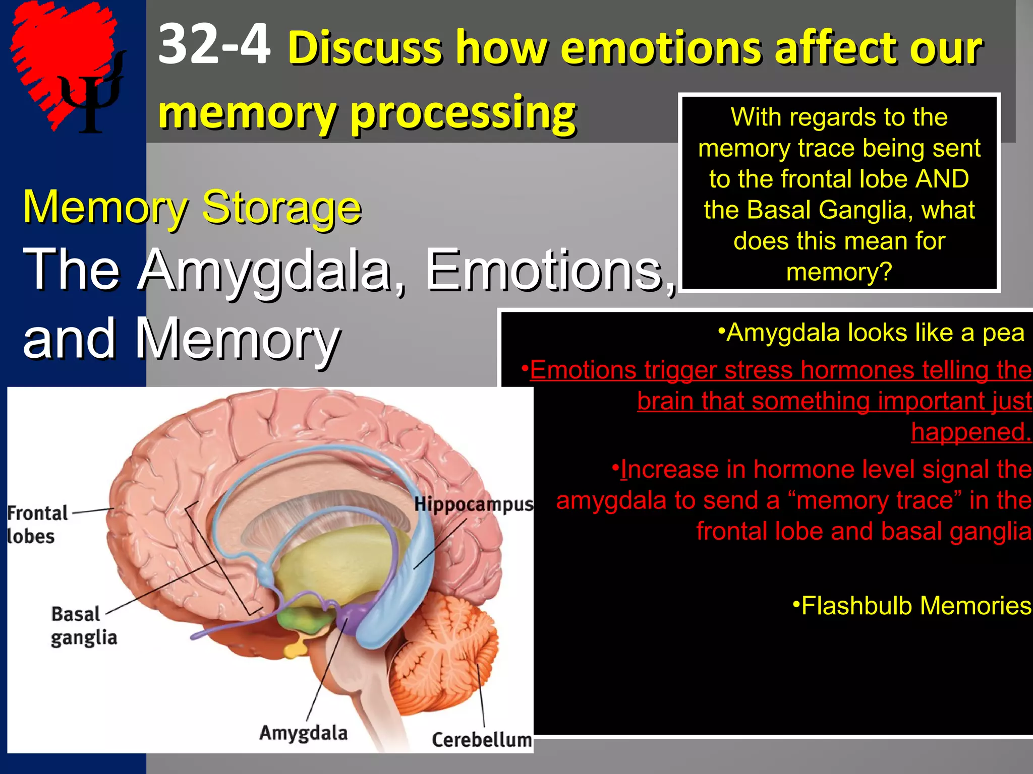 32-4 Discuss how emotions affect ourDiscuss how emotions affect our
memory processingmemory processing
Memory StorageMemory Storage
The Amygdala, Emotions,The Amygdala, Emotions,
and Memoryand Memory •Amygdala looks like a pea
•Emotions trigger stress hormones telling the
brain that something important just
happened.
•Increase in hormone level signal the
amygdala to send a “memory trace” in the
frontal lobe and basal ganglia
•Flashbulb Memories
With regards to the
memory trace being sent
to the frontal lobe AND
the Basal Ganglia, what
does this mean for
memory?
 