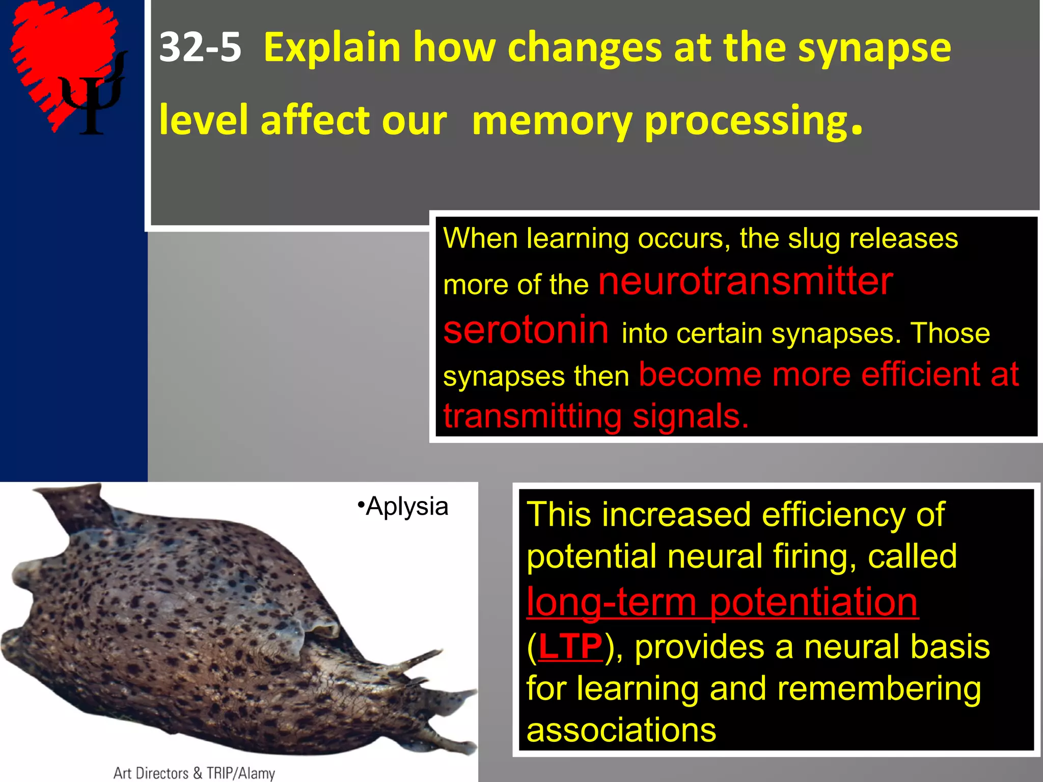 32-5 Explain how changes at the synapse
level affect our memory processing.
When learning occurs, the slug releases
more of the neurotransmitter
serotonin into certain synapses. Those
synapses then become more efficient at
transmitting signals.
•Aplysia This increased efficiency of
potential neural firing, called
long-term potentiation
(LTP), provides a neural basis
for learning and remembering
associations
 