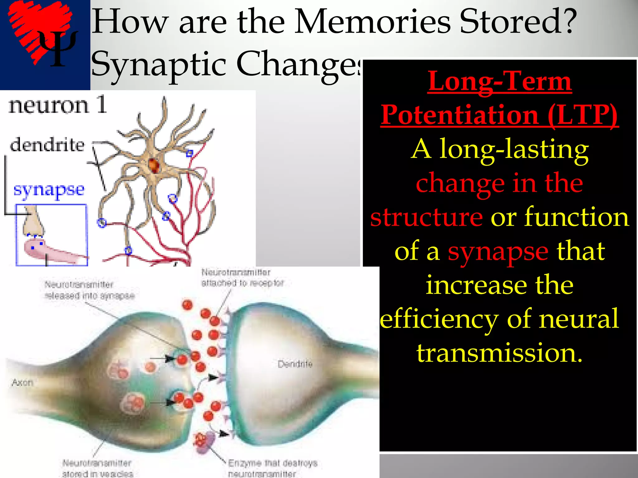 How are the Memories Stored?
Synaptic Changes Long-TermLong-Term
Potentiation (LTP)Potentiation (LTP)
A long-lasting
change in the
structure or function
of a synapse that
increase the
efficiency of neural
transmission.
 