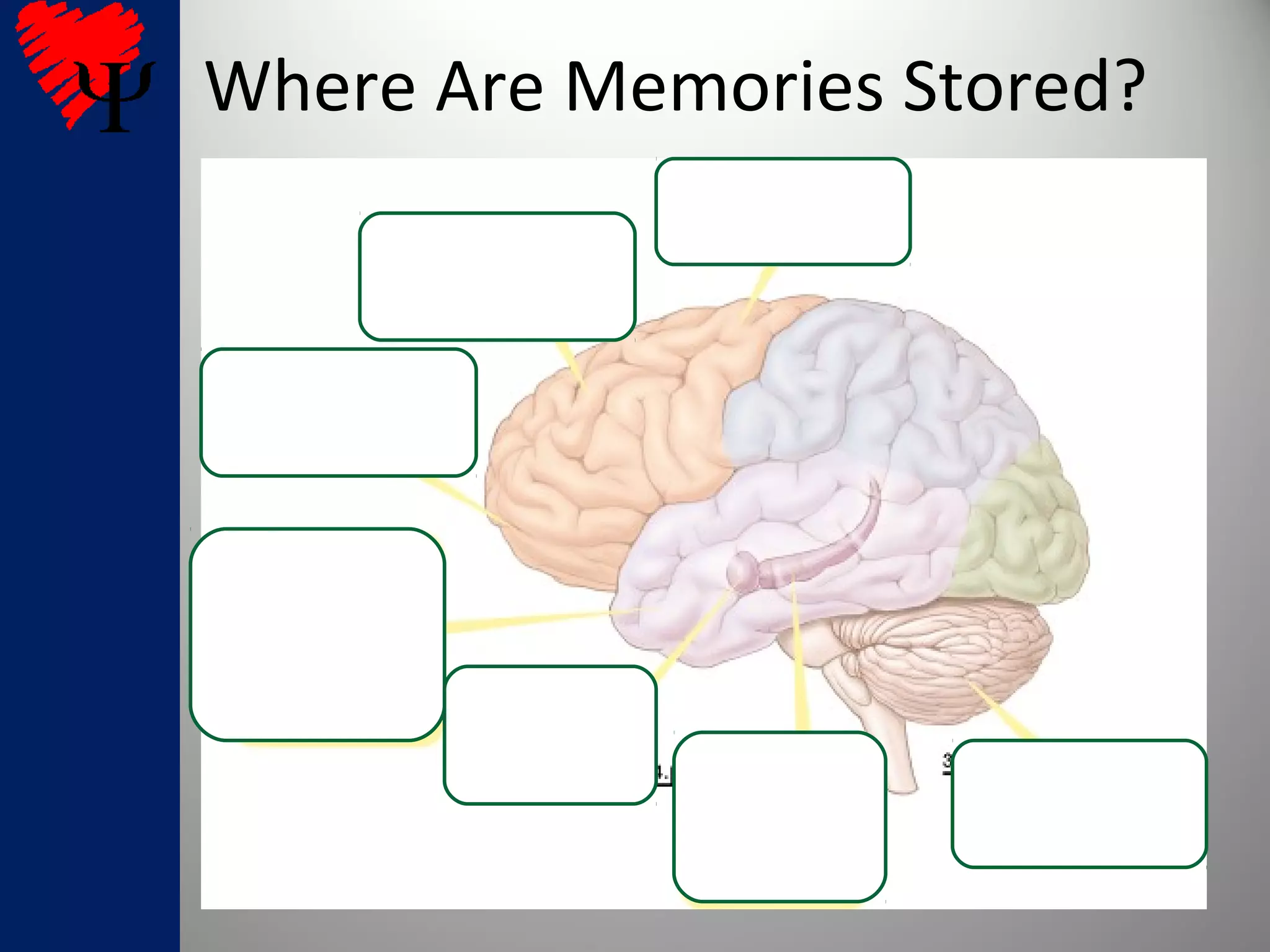 Where Are Memories Stored?
 
