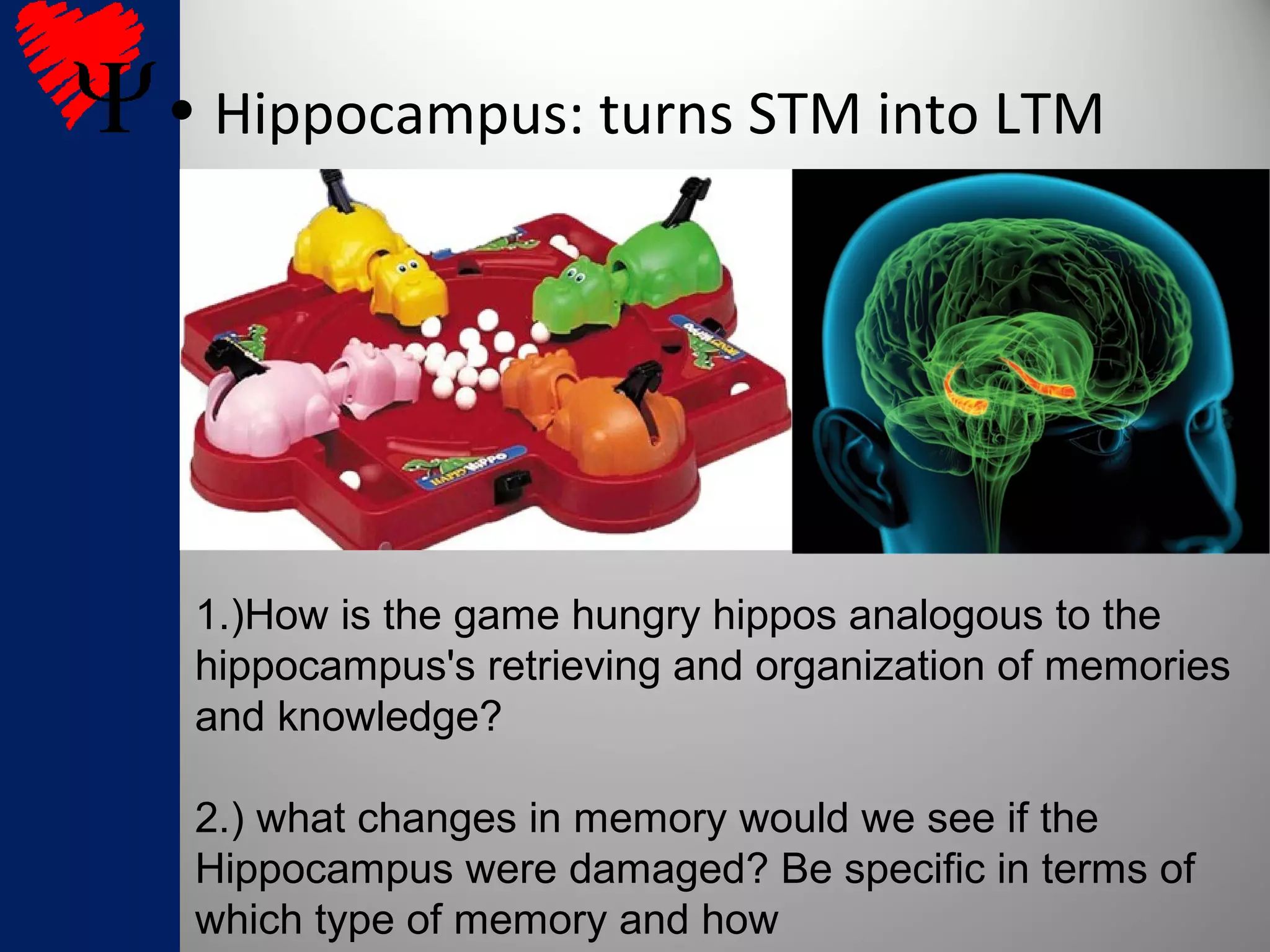 • Hippocampus: turns STM into LTM
1.)How is the game hungry hippos analogous to the
hippocampus's retrieving and organization of memories
and knowledge?
2.) what changes in memory would we see if the
Hippocampus were damaged? Be specific in terms of
which type of memory and how
 