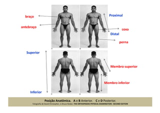 Posição Anatômica. A e B Anterior. C e D Posterior.
Fotografia de David Christopher, in Bruce Reider, THE ORTHOPAEDIC PHYSICAL EXAMINATION - SECOND EDITION
coxa
perna
braço
antebraço
Membro superior
Membro inferior
Superior
Inferior
Proximal
Distal
 