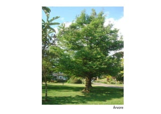Árvore
 