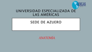 UNIVERSIDAD ESPECIALIZADA DE
LAS AMÉRICAS
SEDE DE AZUERO
ANATOMÍA
 