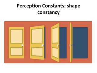Perception Constants: shape
constancy