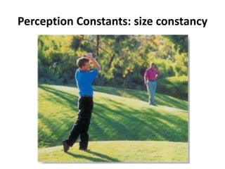 Perception Constants: size constancy
