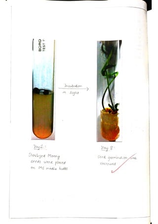 M3-Plant Tissue Culture