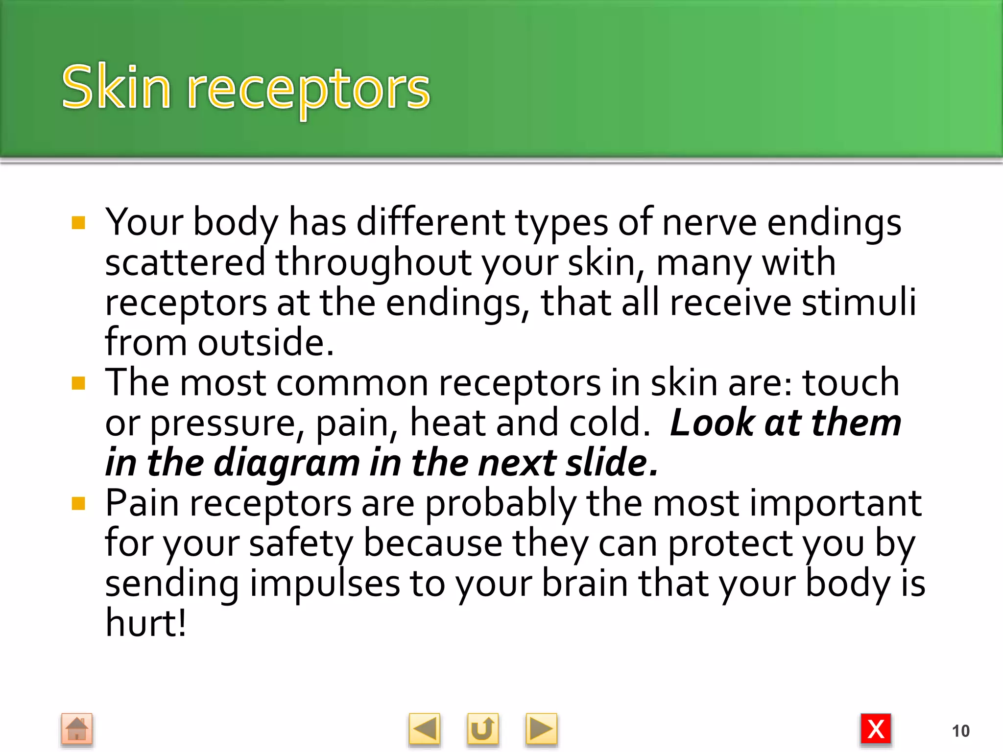 X
 Your body has different types of nerve endings
scattered throughout your skin, many with
receptors at the endings, that all receive stimuli
from outside.
 The most common receptors in skin are: touch
or pressure, pain, heat and cold. Look at them
in the diagram in the next slide.
 Pain receptors are probably the most important
for your safety because they can protect you by
sending impulses to your brain that your body is
hurt!
10
 
