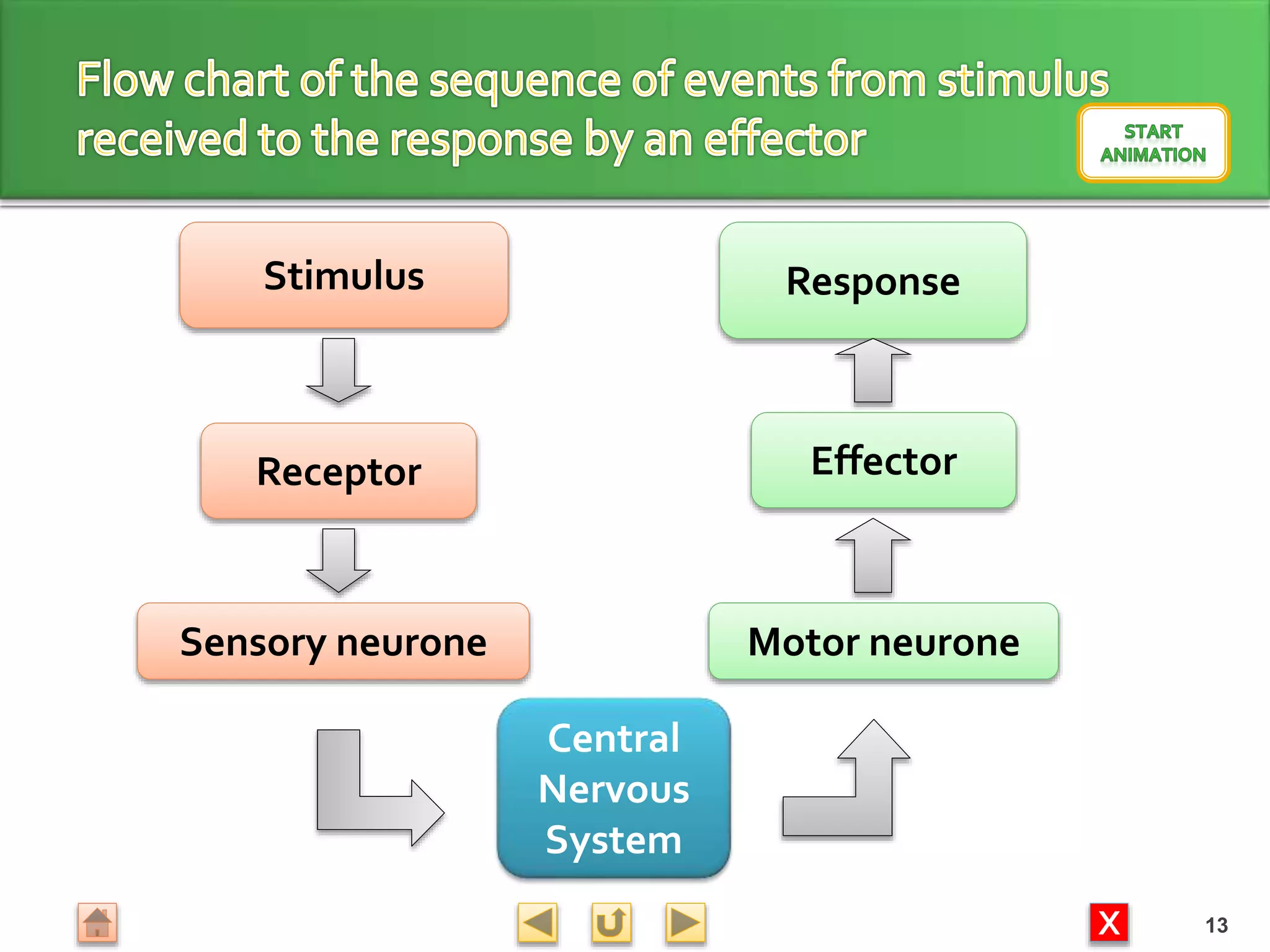 X
Stimulus
Receptor
Sensory neurone
Central
Nervous
System
Motor neurone
Effector
Response
13
 