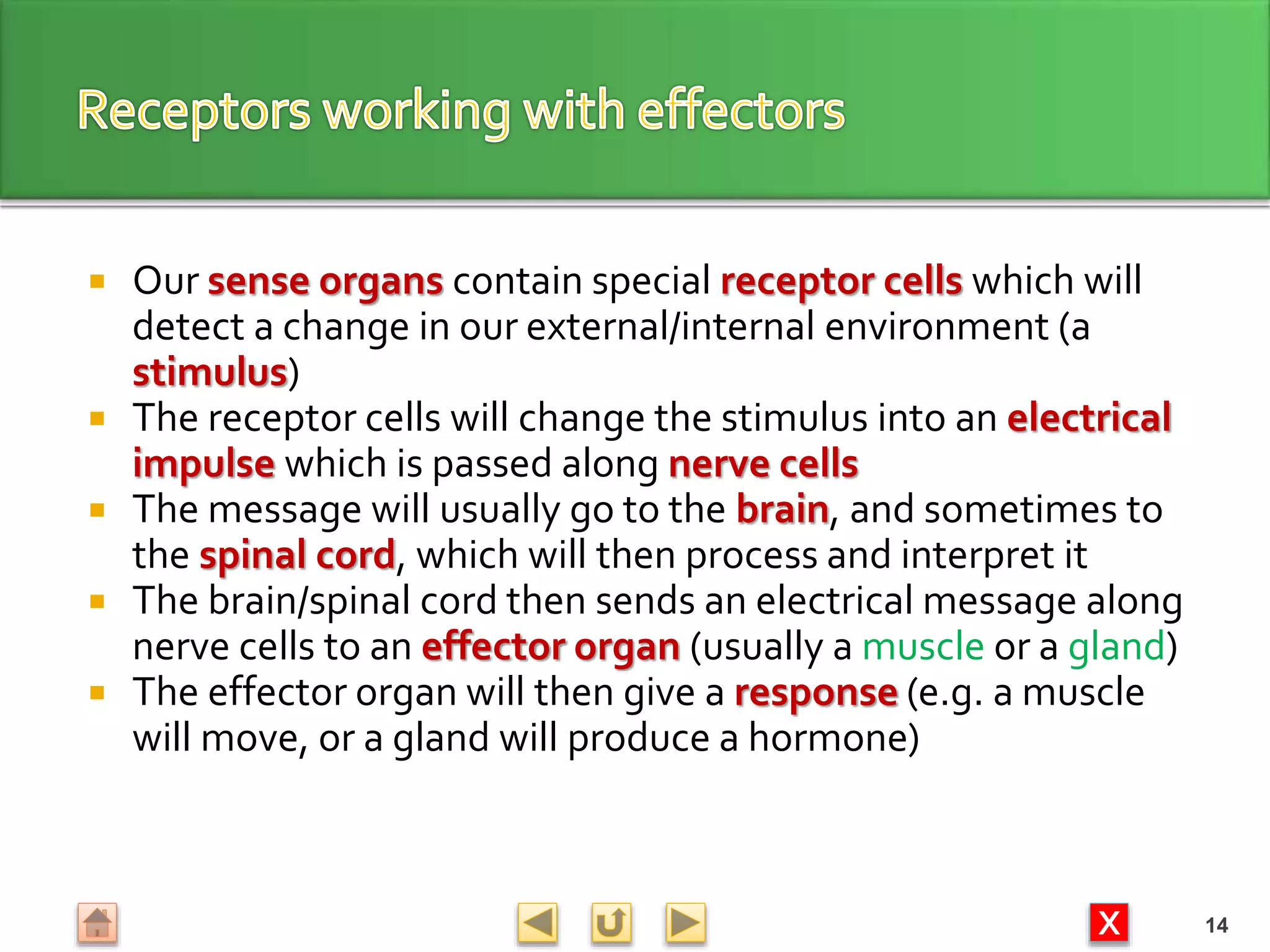 X
 Our sense organs contain special receptor cells which will
detect a change in our external/internal environment (a
stimulus)
 The receptor cells will change the stimulus into an electrical
impulse which is passed along nerve cells
 The message will usually go to the brain, and sometimes to
the spinal cord, which will then process and interpret it
 The brain/spinal cord then sends an electrical message along
nerve cells to an effector organ (usually a muscle or a gland)
 The effector organ will then give a response (e.g. a muscle
will move, or a gland will produce a hormone)
14
 