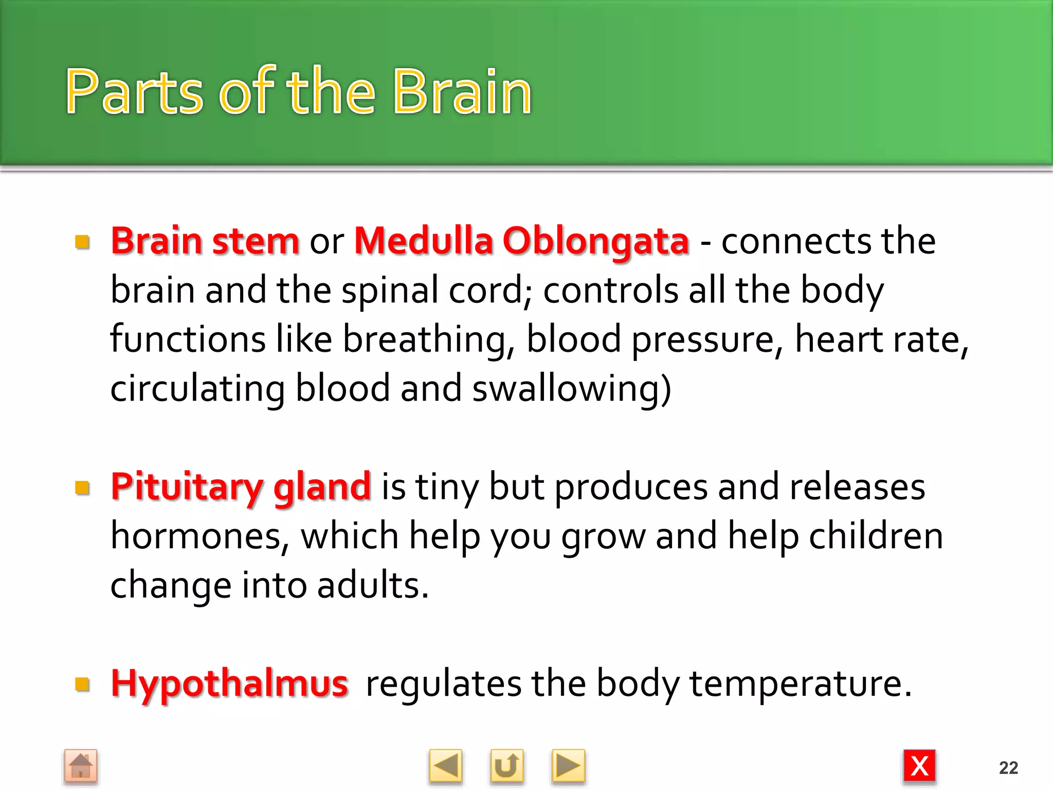 X
 Brain stem or Medulla Oblongata - connects the
brain and the spinal cord; controls all the body
functions like breathing, blood pressure, heart rate,
circulating blood and swallowing)
 Pituitary gland is tiny but produces and releases
hormones, which help you grow and help children
change into adults.
 Hypothalmus regulates the body temperature.
22
 