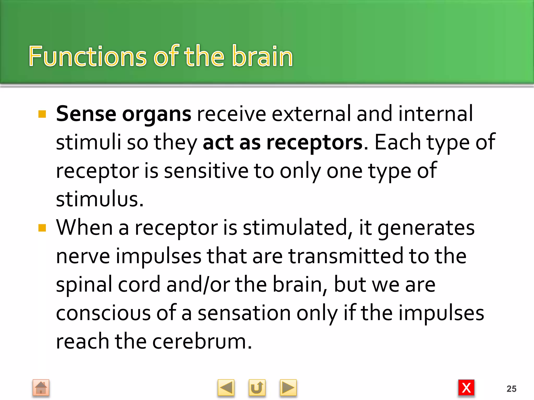 X
 Sense organs receive external and internal
stimuli so they act as receptors. Each type of
receptor is sensitive to only one type of
stimulus.
 When a receptor is stimulated, it generates
nerve impulses that are transmitted to the
spinal cord and/or the brain, but we are
conscious of a sensation only if the impulses
reach the cerebrum.
25
 