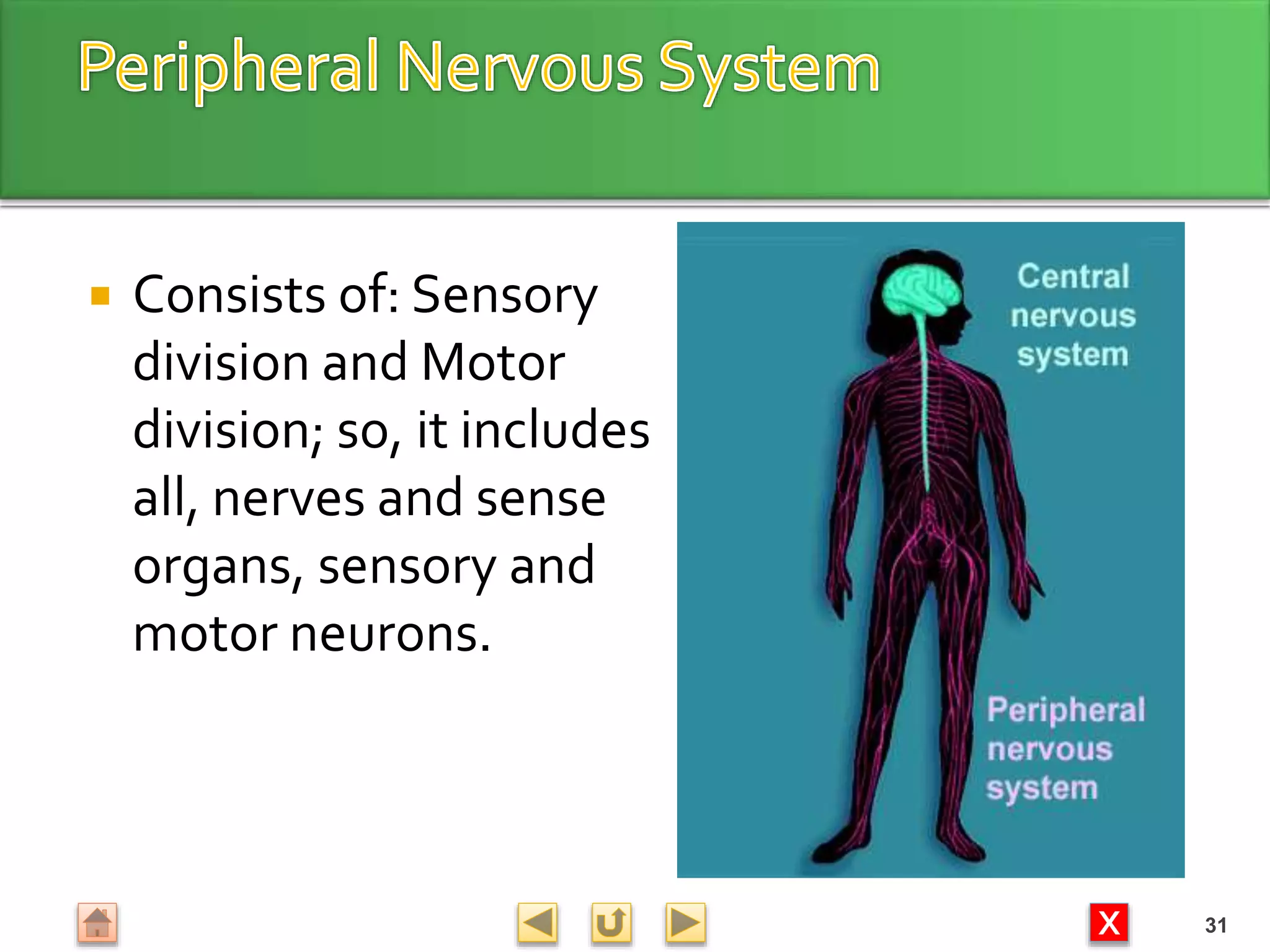X
 Consists of: Sensory
division and Motor
division; so, it includes
all, nerves and sense
organs, sensory and
motor neurons.
31
 