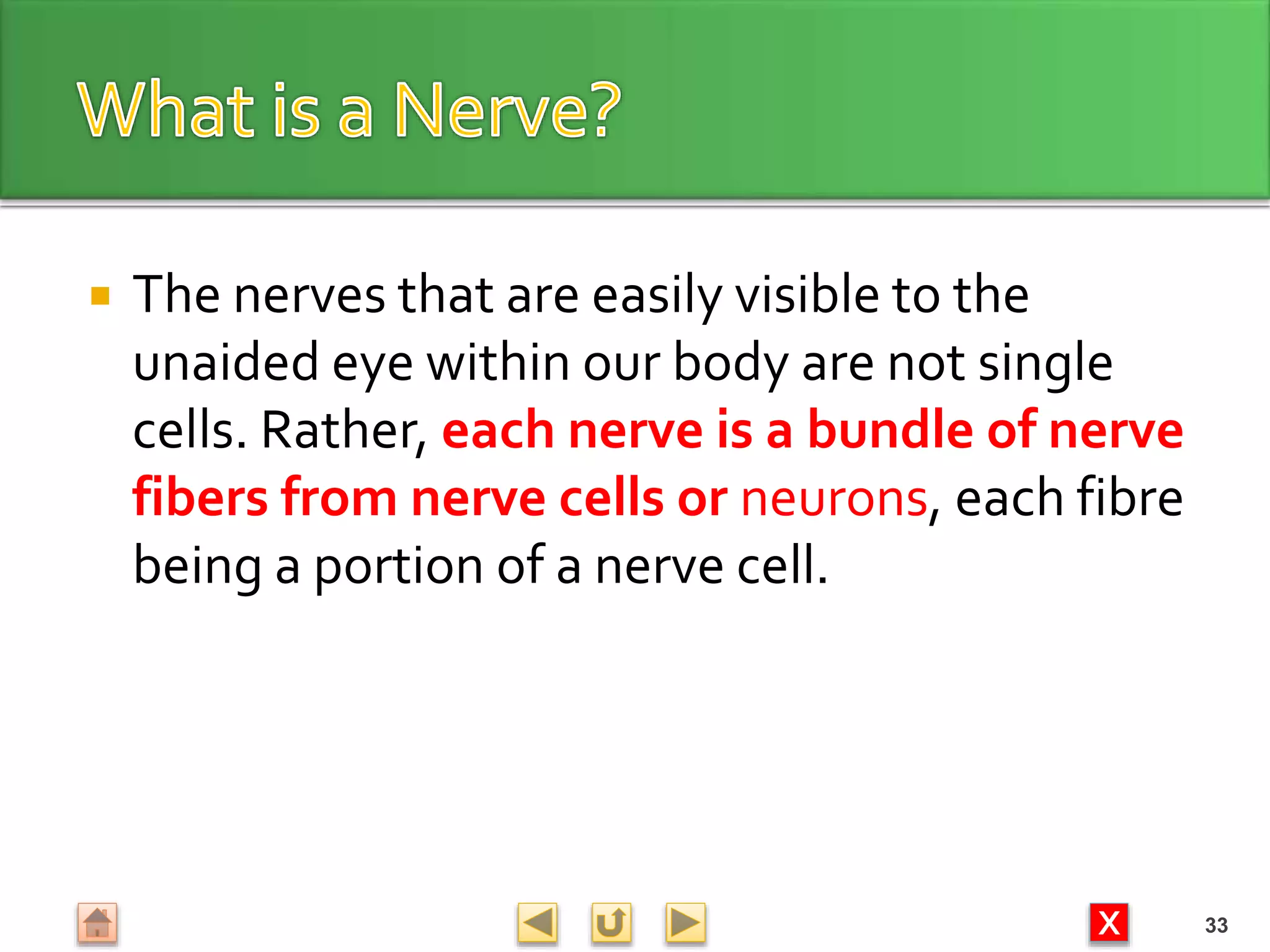 X
 The nerves that are easily visible to the
unaided eye within our body are not single
cells. Rather, each nerve is a bundle of nerve
fibers from nerve cells or neurons, each fibre
being a portion of a nerve cell.
33
 