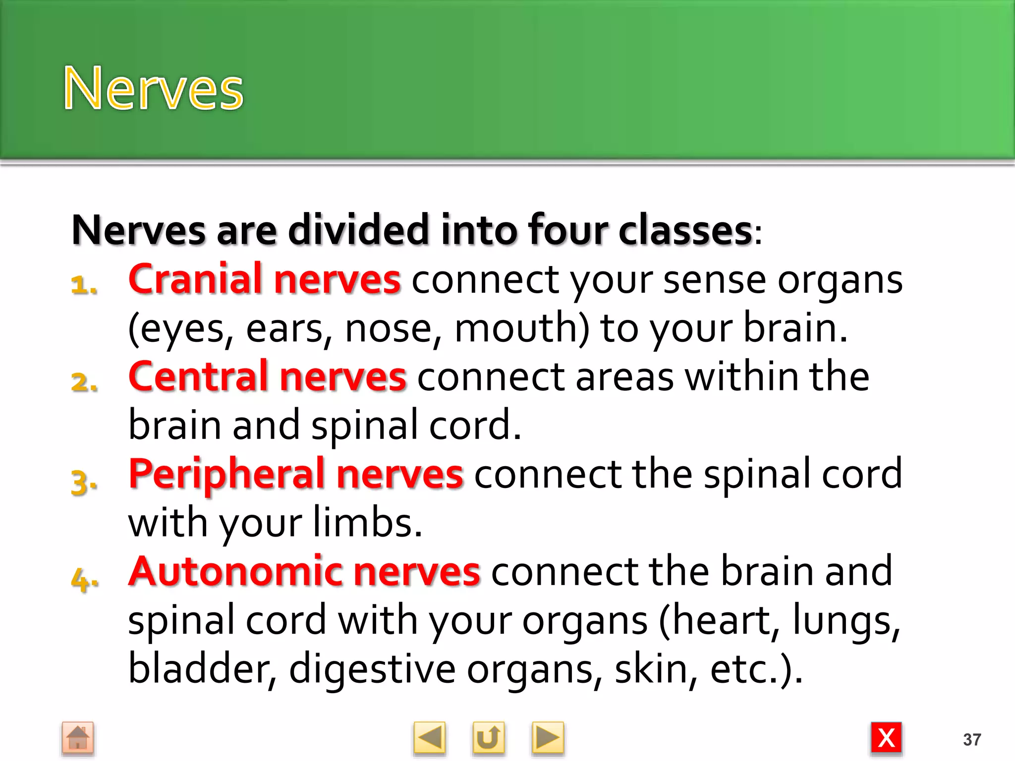 X
Nerves are divided into four classes:
1. Cranial nerves connect your sense organs
(eyes, ears, nose, mouth) to your brain.
2. Central nerves connect areas within the
brain and spinal cord.
3. Peripheral nerves connect the spinal cord
with your limbs.
4. Autonomic nerves connect the brain and
spinal cord with your organs (heart, lungs,
bladder, digestive organs, skin, etc.).
37
 