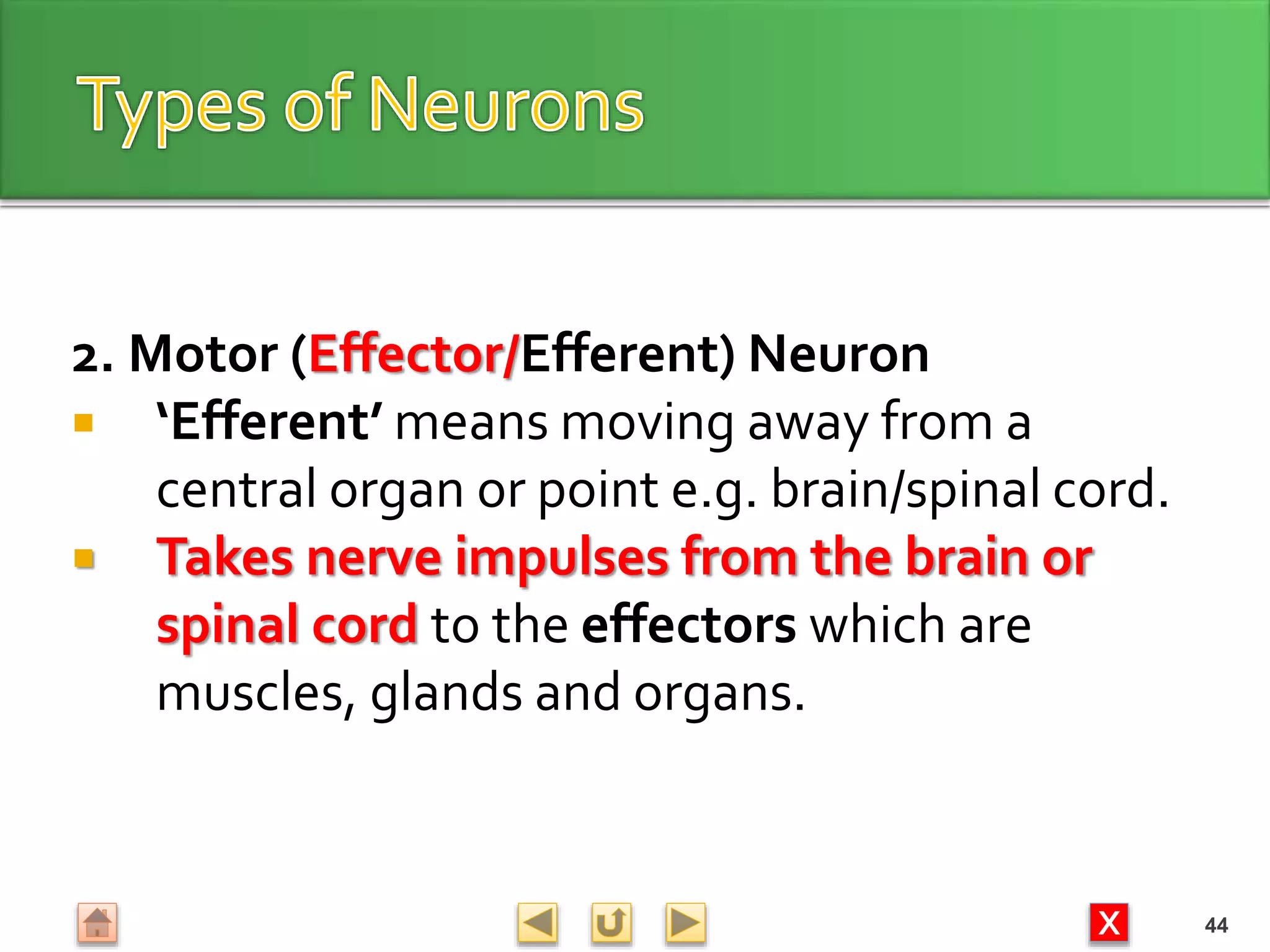 X
2. Motor (Effector/Efferent) Neuron
 ‘Efferent’ means moving away from a
central organ or point e.g. brain/spinal cord.
 Takes nerve impulses from the brain or
spinal cord to the effectors which are
muscles, glands and organs.
44
 