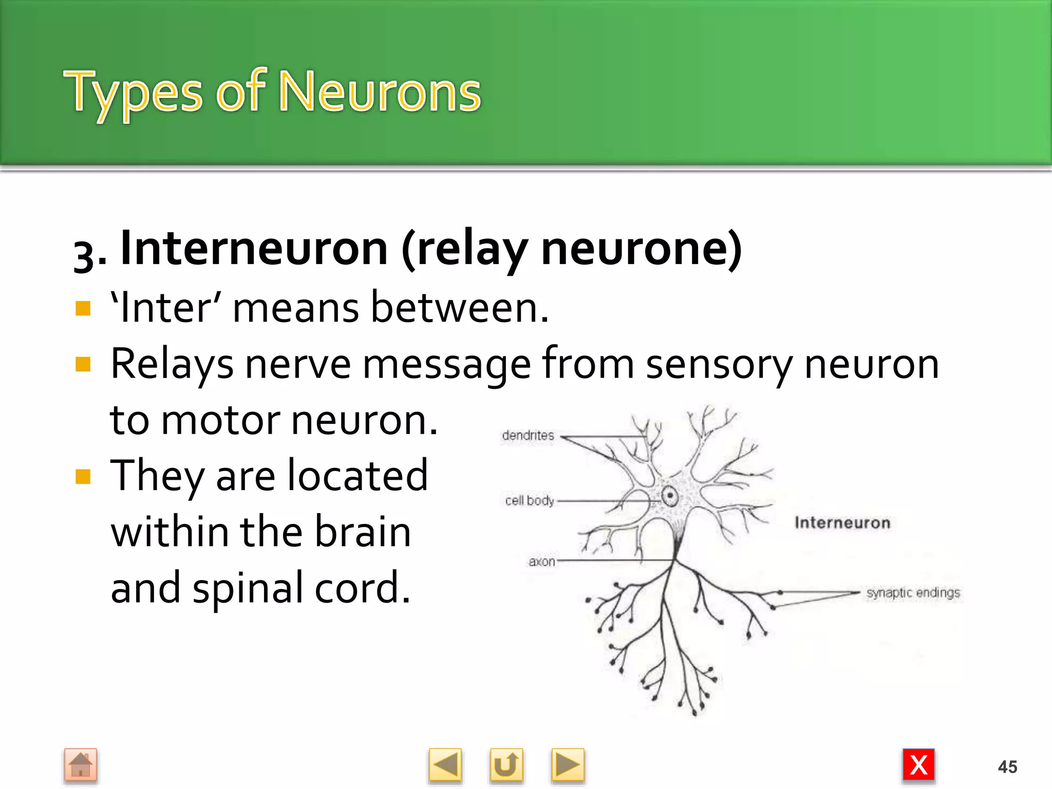 X
3. Interneuron (relay neurone)
 ‘Inter’ means between.
 Relays nerve message from sensory neuron
to motor neuron.
 They are located
within the brain
and spinal cord.
45
 