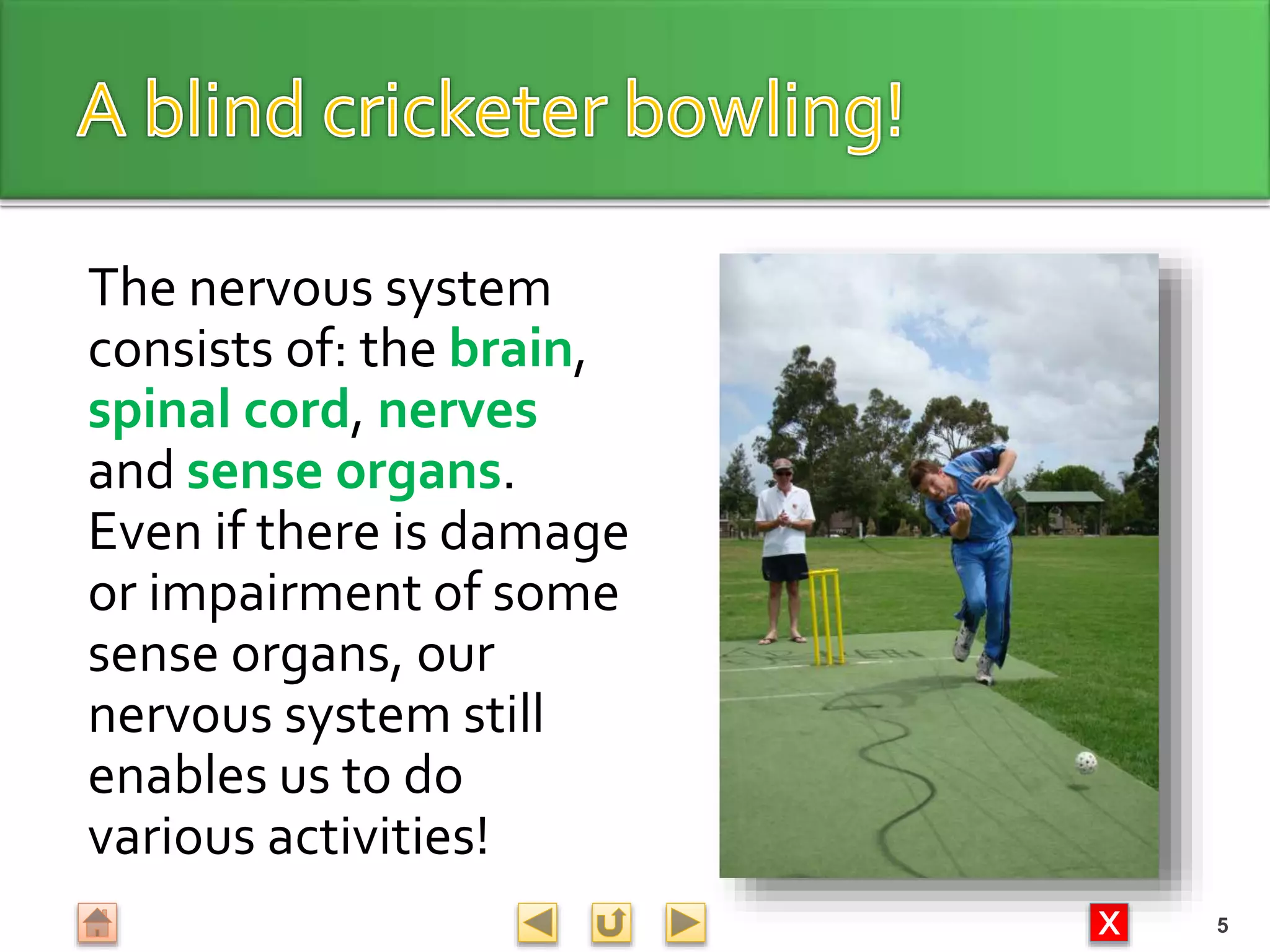 X
The nervous system
consists of: the brain,
spinal cord, nerves
and sense organs.
Even if there is damage
or impairment of some
sense organs, our
nervous system still
enables us to do
various activities!
5
 