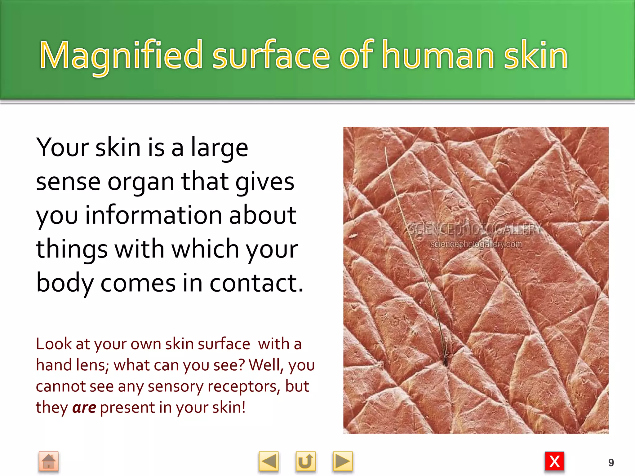 X
Your skin is a large
sense organ that gives
you information about
things with which your
body comes in contact.
Look at your own skin surface with a
hand lens; what can you see?Well, you
cannot see any sensory receptors, but
they are present in your skin!
9
 