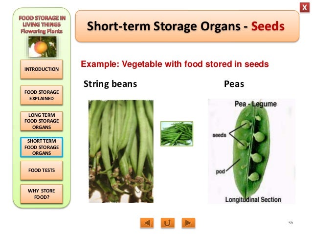 Storage Organs In Plants , Stem Modifications Rhizomes Corms And Tubers ...