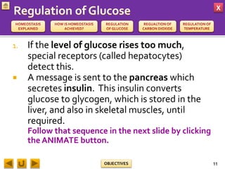 X
OBJECTIVES
1. If the level of glucose rises too much,
special receptors (called hepatocytes)
detect this.
 A message is sent to the pancreas which
secretes insulin. This insulin converts
glucose to glycogen, which is stored in the
liver, and also in skeletal muscles, until
required.
Follow that sequence in the next slide by clicking
the ANIMATE button.
11
 