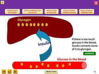 X
OBJECTIVES
If there is too much
glucose in the blood,
Insulin converts some
of it to glycogen
Glycogen
Glucose in the blood
12
ANIMATE
 