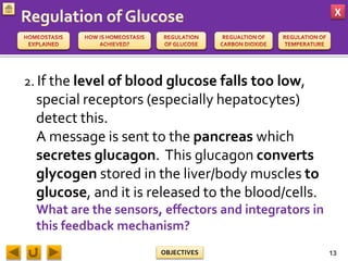 X
OBJECTIVES
2. If the level of blood glucose falls too low,
special receptors (especially hepatocytes)
detect this.
A message is sent to the pancreas which
secretes glucagon. This glucagon converts
glycogen stored in the liver/body muscles to
glucose, and it is released to the blood/cells.
What are the sensors, effectors and integrators in
this feedback mechanism?
13
 