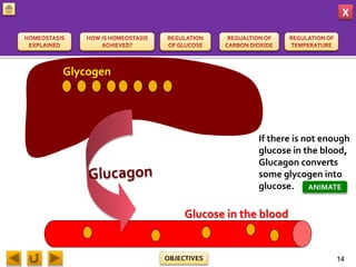 X
OBJECTIVES
If there is not enough
glucose in the blood,
Glucagon converts
some glycogen into
glucose.
Glycogen
Glucose in the blood
14
ANIMATE
 