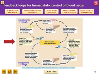 X
OBJECTIVES
http://www.biologymad.com/resources/A2%20Homeostasis.pdf
16
 